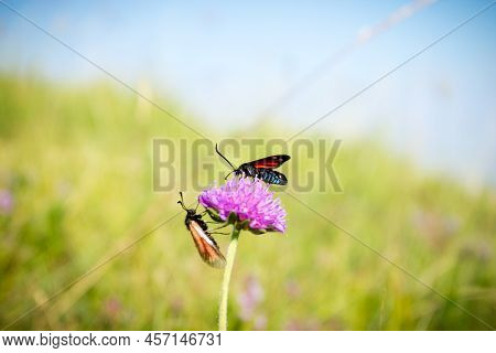 Scarlet Tiger Moth On Clover Flower Close Up.