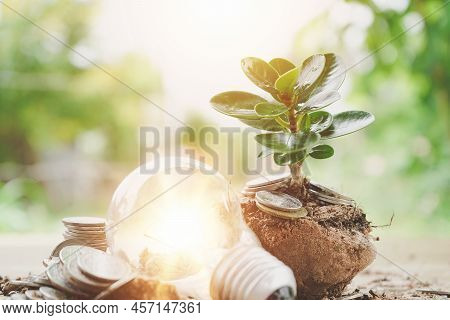Light Bulb On Wood With Young Plant Growing On Coins Stack. Saving Energy And Money Concept. Idea Fo