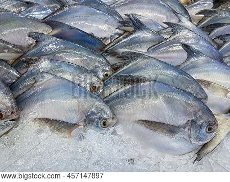 Fresh Pomfret Fish In The Market For Sale