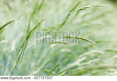 Decorative Grass Blue Fescue. Festuca Glauca Spikelets. Natural Background.