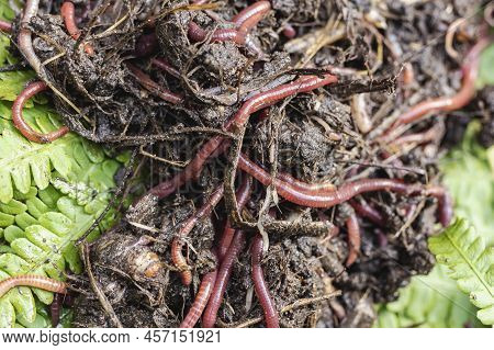 Breeding Red Worms Dendrobena. Fertile Soil. Natural Soil Improvement. Fishing Worms