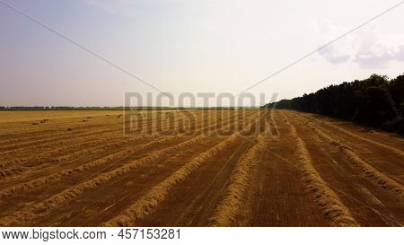 Rows Of Mowed Dry Yellow Straw From Wheat Lies On Field. Tractor Drives Across Field And Makes Bales