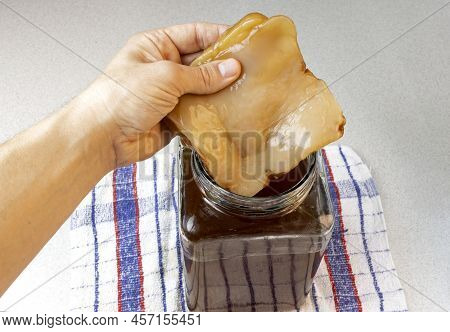 One Hand Holds A Scoby Of Kombucha