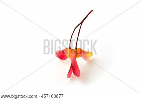 Amazing Three-lobed And Two-lobed Maple Seed Pods In Bright Red Yellow On A White Background. Select