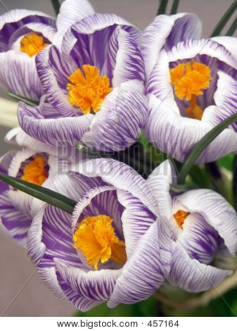 Krokus