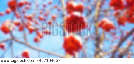 A Branches Of Rowan With Red Berries Background Blue Sky Banner. Autumn And Natural Blured Backgroun