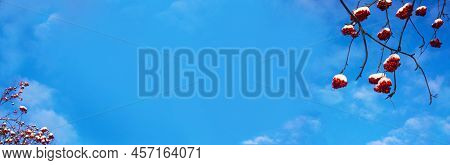A Branches Of Rowan With Red Berries Background Blue Sky Banner. Autumn And Natural Background. Autu