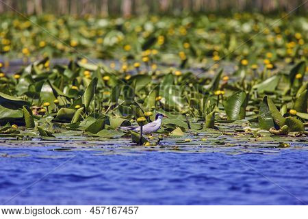 Sternidae In The Danube Delta In Summer