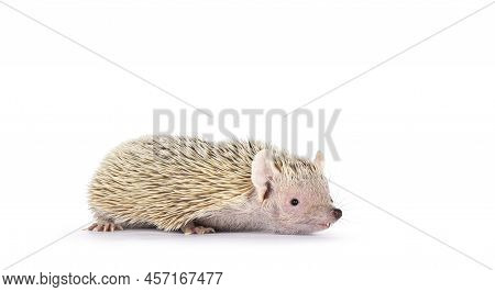 Cute Tenrec Walking Side Ways. Isolated On A White Background.