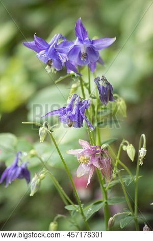 Purple And Pink Delphinium Flowers On A Green Garden Background. High Quality Photo