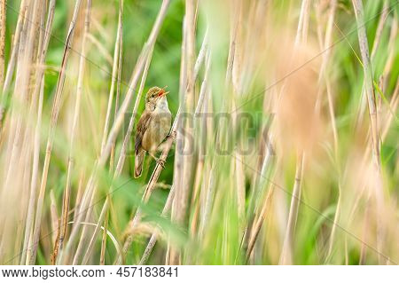 The Eurasian Reed Warbler, The Brown Insectivorous Bird, Perching On A Dry Straw With Its Beak Open 