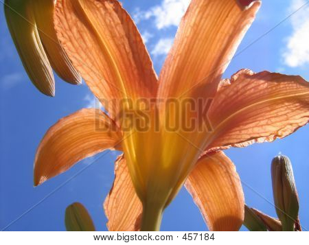 Lily