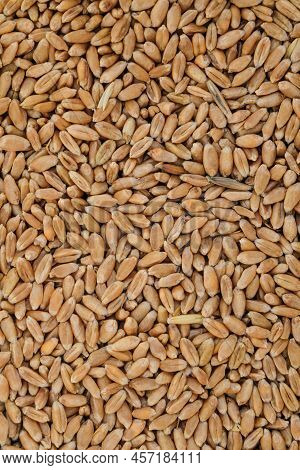 Whole Grain Kernels Of Wheat Close-up. Wheat Grain Background.