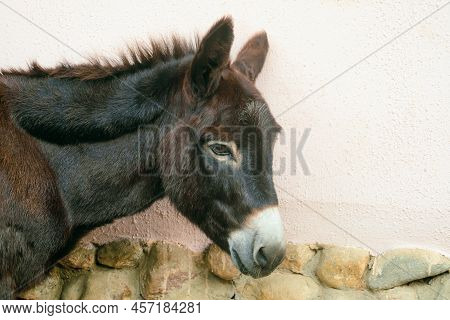 Domestic Donkey Face Close-up. Side View. Equus Asinus Domestic.