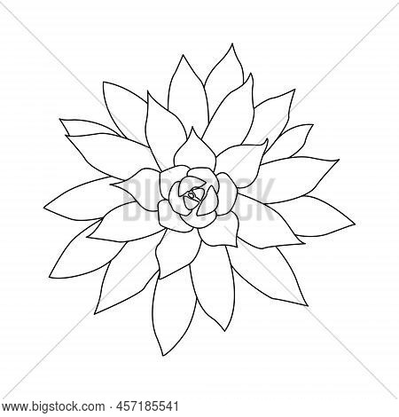 Succulent Outline Doodle. Graphics Sketch Home Desert Flower. Vector Illustration, White Background.