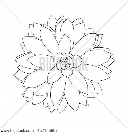 Succulent Outline Doodle. Graphics Sketch Home Desert Flower. Vector Illustration, White Background.