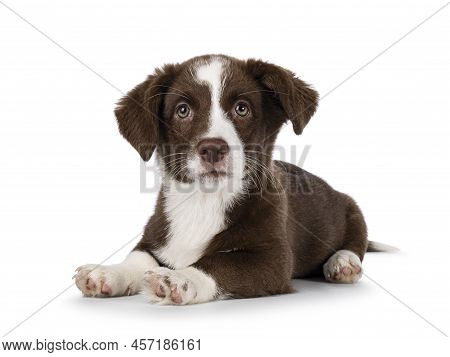 Cute Brown With White Welsh Corgi Cardigan Dog Pup, Laying Down Facing Front.  Looking Towards Camer