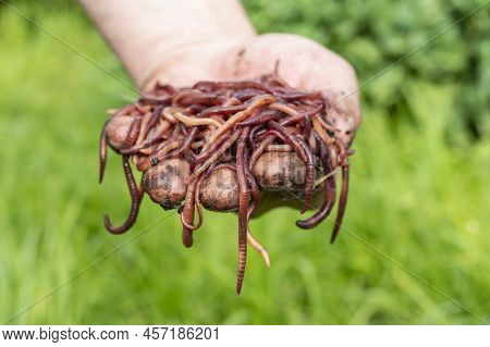 Breeding Red Worms Dendrobena. Fertile Soil. Natural Soil Improvement. Fishing Worms. Worms In The H
