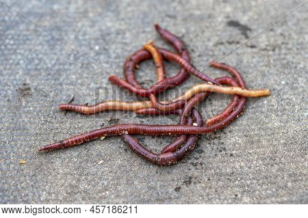 Breeding Red Worms Dendrobena. Fertile Soil. Natural Soil Improvement. Fishing Worms