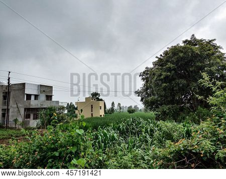 Stock Photo Of Beautiful Grown Sugar Cane Crops In Indian Farmland Surrounded By Green Trees And Pla