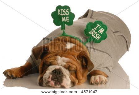 Bulldog Patricks เซนต์วางลงนอน