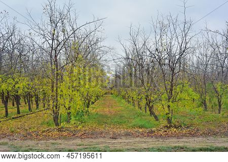Jojoba Green Plant Tree Winter Time