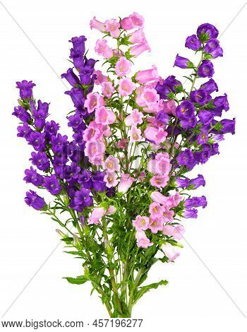 Campanula Medium Flowers Isolated On White Background. Bouquet Of Canterbury Bells Or Bell Flower