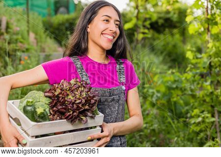Proximity Agriculture Gardener. Organic Vegetables. Venezuelan Latin Urban Gardening Food