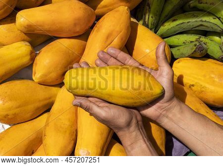Papaya In The Hands Of The Farmer In The Colombian Marketplace - Carica Papaya