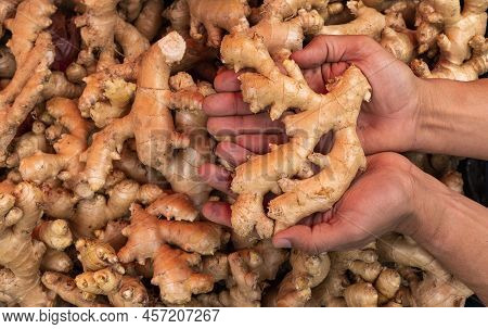 Ginger Roots In Hands - Zingiber Officinale