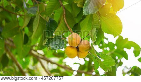 Santol Fruit On Summer In Thailand , Ripe Santol On The Santol Tree Tropical Fruit