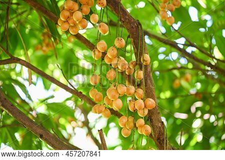 Rambeh Fruit Hang On The Rambeh Tree Tropical Fruit In Thailand, Fresh  Ripe Rambi In The Summer