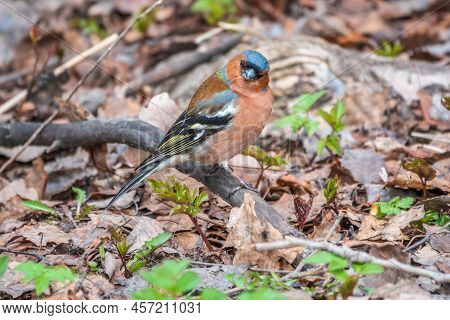 Common Chaffinch, Fringilla Coelebs, Sits On The Ground In Spring. Common Chaffinch In Wildlife.