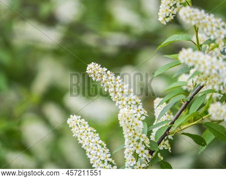 White Flowers Blooming Bird Cherry. Bird Cherry Tree In Blossom. Close-up Of A Flowering Prunus Padu