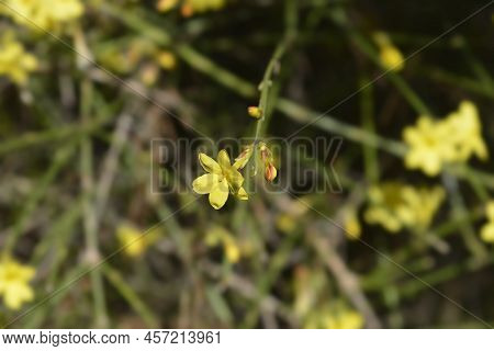 Winter Jasmine Yellow Flower In The Garden