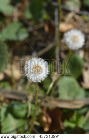 Coltsfoot White Seed Head In The Garden