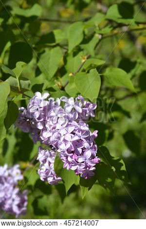 Lilac Esther Staley Flowers In The Spring