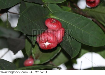 Ripen Red Jamba Fruit In The Garden