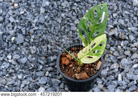 Monstera Adansonii Albo  Variegated Giant In The Pot