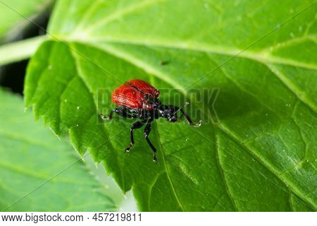 Aerial Potato Leafhopper, Lilioceris Cheni, Walks On A Green Leaf In The Woods