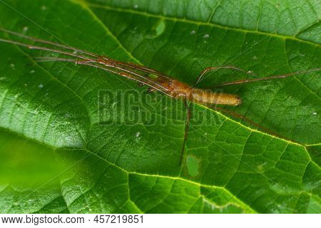 Tetragnatha Montana On The Termuric On A Leaf On A Summers Day