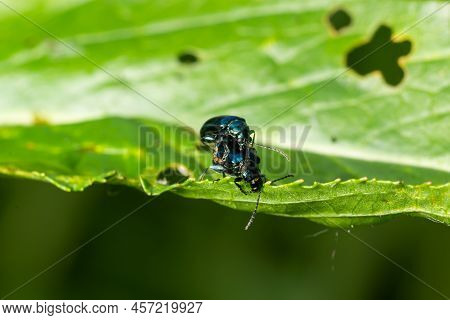 Altica Is A Large Genus Of Lice In The Subfamily Galerucinae, With About 300 Species, Distributed Al