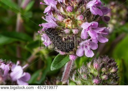 Vanessa Atalanta Caterpillar On A Thyme Flower, In The Natural Environment