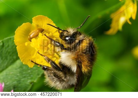 Isolated Bumblebee Specimen On Ranunculus Acris Flower, On Natural Background
