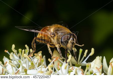 Closeup On A Common Drone Fly, Eristalis Tenax, Feeding On White Blackthorn Flowers , Prunus Spinosa
