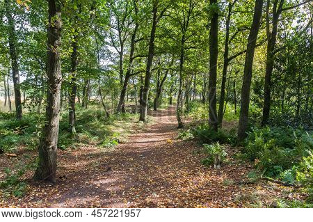 Forest Path In Appelbergen Nature Reserve During Autumn In Groningen, Netherlands