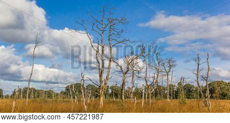 Panorama Of Dead Trees In Autumn In Nature Reserve Appelbergen, Netherlands