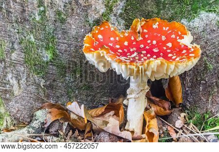 Red Mushroom With White Dots (amanita Muscaria) In The Forest In The Netherlands