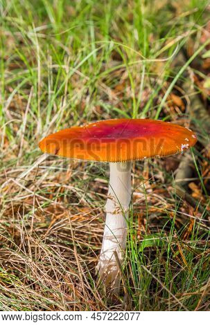 Fly Agaric Mushroom (amanita Muscaria) In The Forest Near Schipborg In Drenthe, Netherlands
