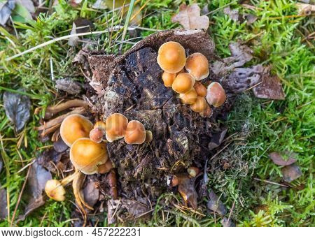 Mushrooms Growing On A Rotting Tree Stem In Borger, Netherlands